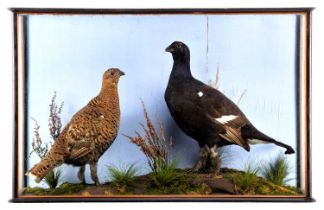 Taxidermy: A Late Victorian Cased Pair of Black Grouse (Lyrurus tetrix), circa 1880-1900, attributed