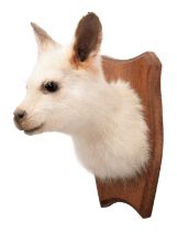 Taxidermy: A White Bennett's Wallaby (Notamacropus rufogriseus), modern, an adult shoulder mount