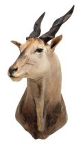 Taxidermy: Cape Eland (Taurotragus oryx oryx), circa late 20th century, South Africa, a large