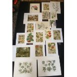 Twenty assorted botanical prints