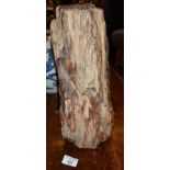 Petrified wood tree trunk fossil, approx. 5 million years old, from Libyan Desert Forests, 36cm