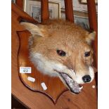 Taxidermy: mounted wall hung foxes' head
