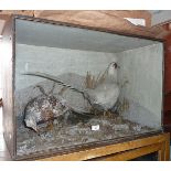 Taxidermy: a white eared cock and female white pheasant in large Victorian cabinet
