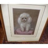 Pastel portrait of a toy poodle by Philippa Jessop (xx)