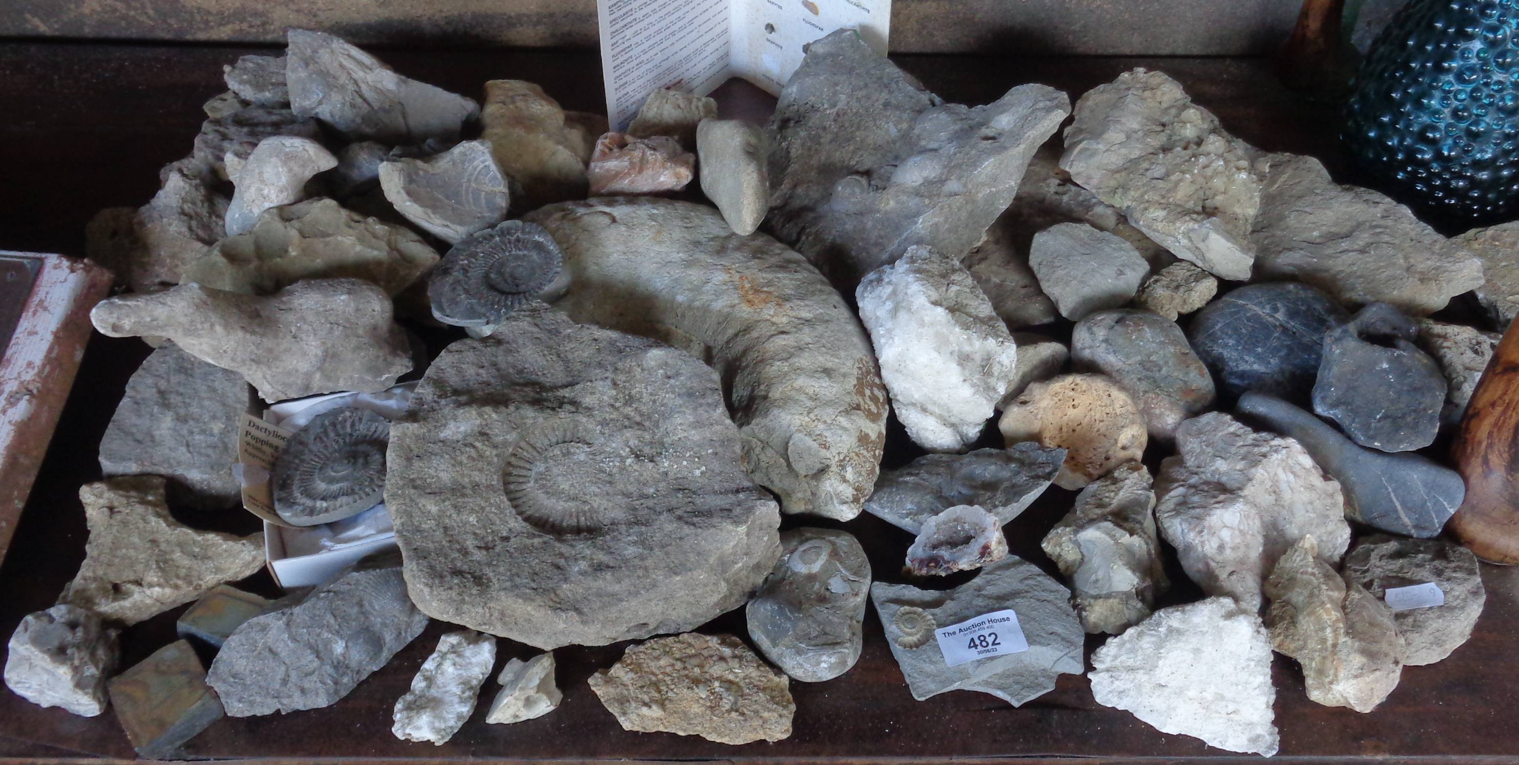 Collection of assorted fossils and stones