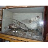 Taxidermy: a white eared cock and female white pheasant in large Victorian cabinet