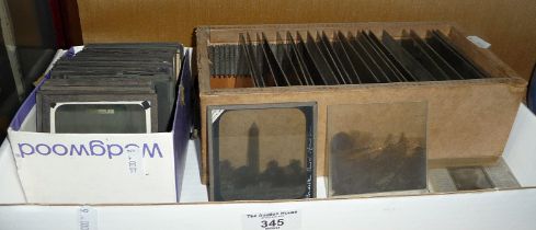 Collection of assorted lantern slides and glass negatives of biological specimens
