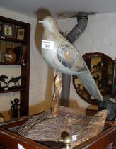 Antique painted wood decoy pigeon on later tree wood stand