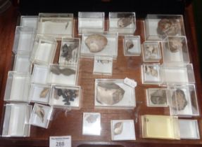 Collection of small fossils in a box