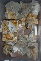 Large collection of assorted fossils