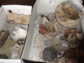 Fossils and rocks