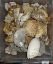 Large collection of fossils