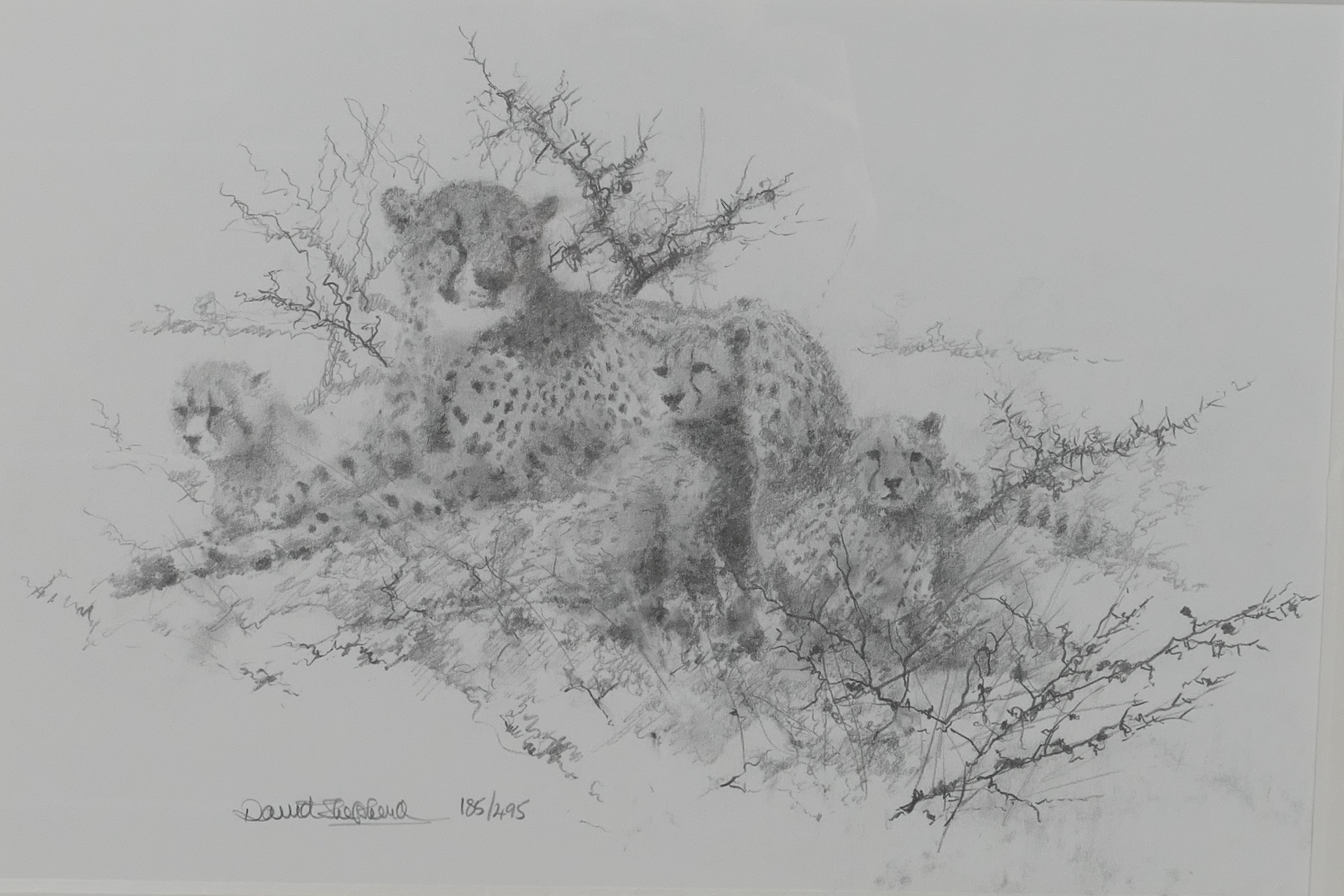 David Shepherd - A Soloman & Whitehead portfolio of four limited edition prints of pencil drawings, - Image 4 of 11