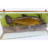 Taxidermy - a Tench in a glazed display cabinet, the fish measuring approximately 45 cm in length,