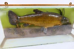 Taxidermy - a Tench in a glazed display cabinet, the fish measuring approximately 45 cm in length,