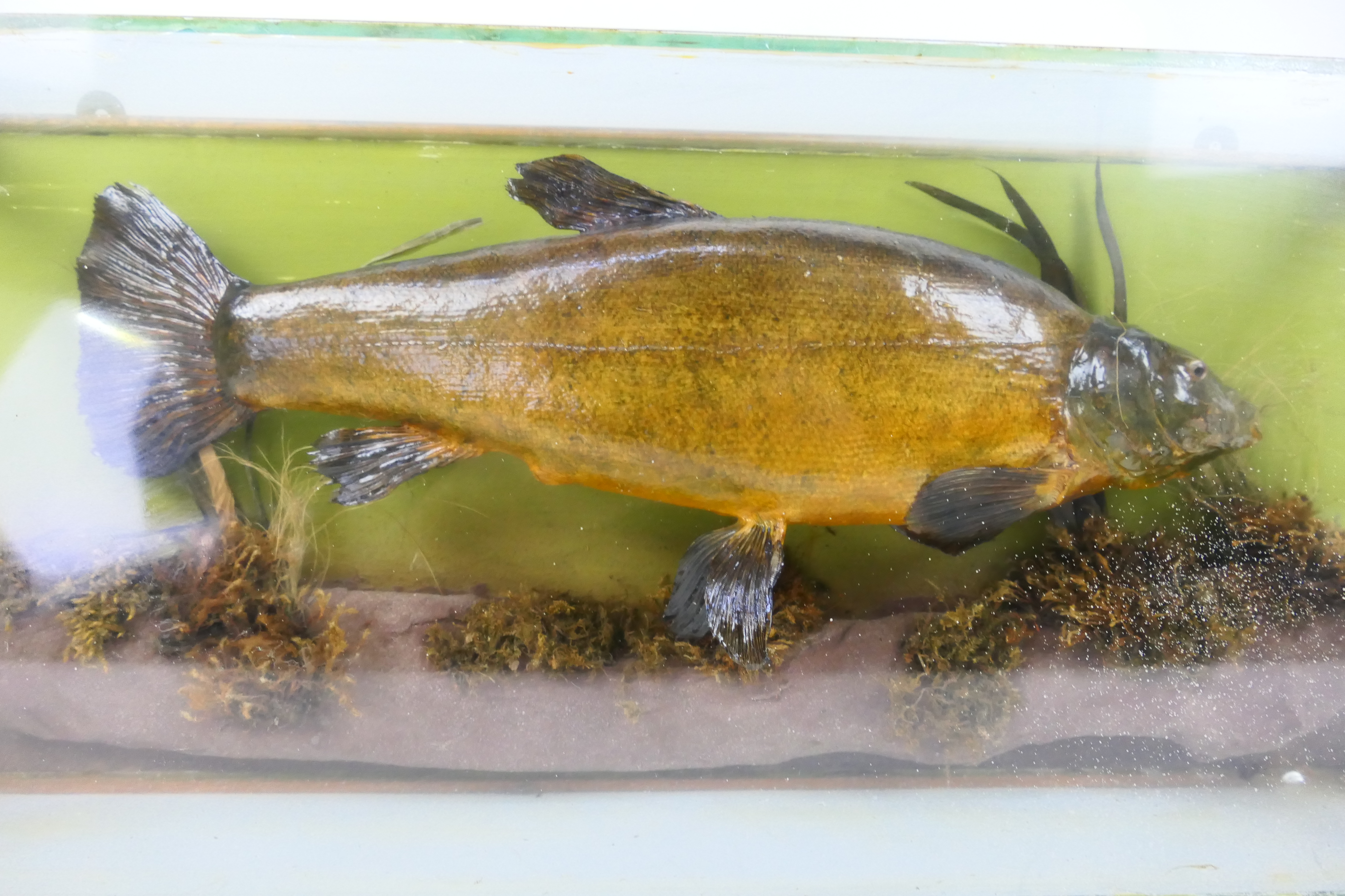 Taxidermy - a Tench in a glazed display cabinet, the fish measuring approximately 45 cm in length, - Image 2 of 2