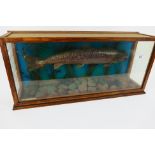 Taxidermy - an Arctic Char (fish) in a glazed display cabinet,