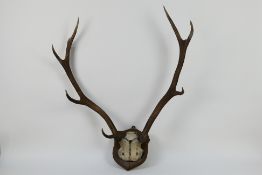 Taxidermy 8 point antlers and partial sk