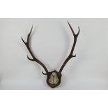 Taxidermy 8 point antlers and partial sk