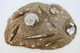 Natural History - A partially polished ammonite fossil group, 43 cm x 30 cm.