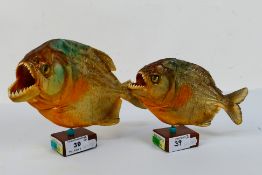 Two taxidermy or preserved piranhas mounted to wooden bases, largest approximately 15 cm (h). [2].