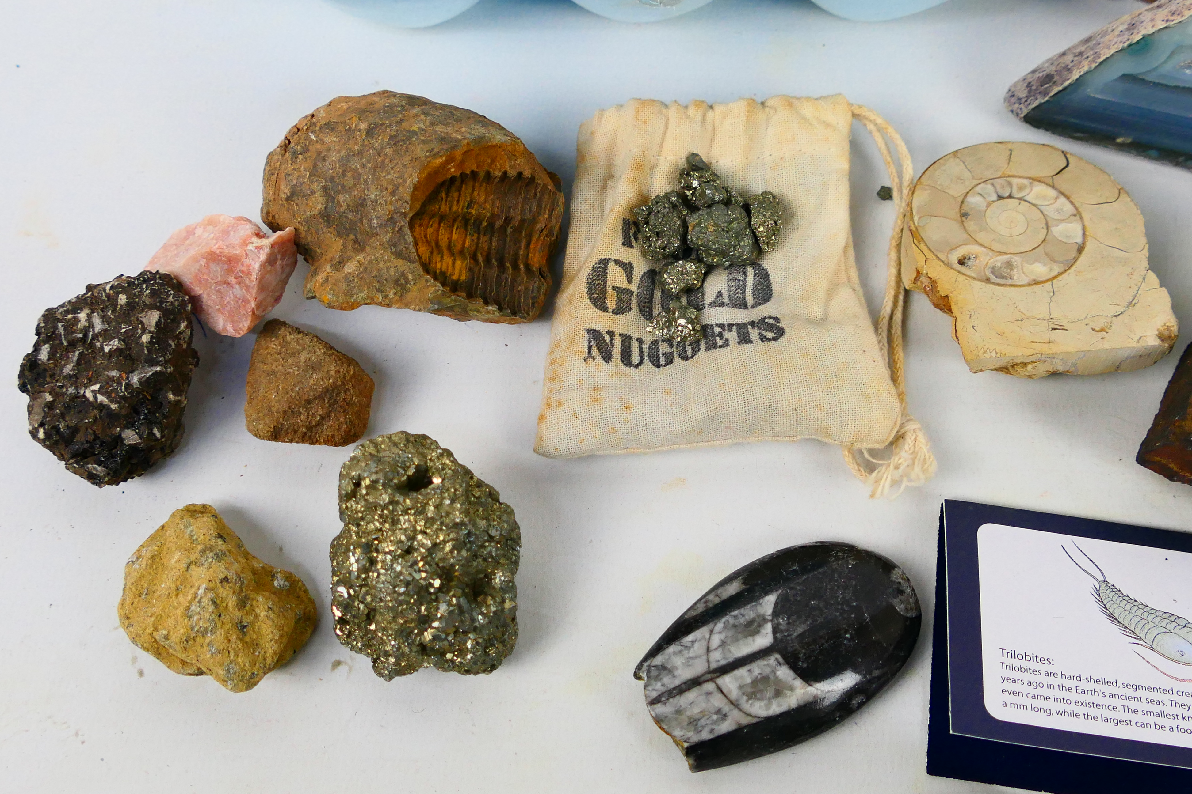 Lot comprising fossils, mineral samples, - Image 3 of 8