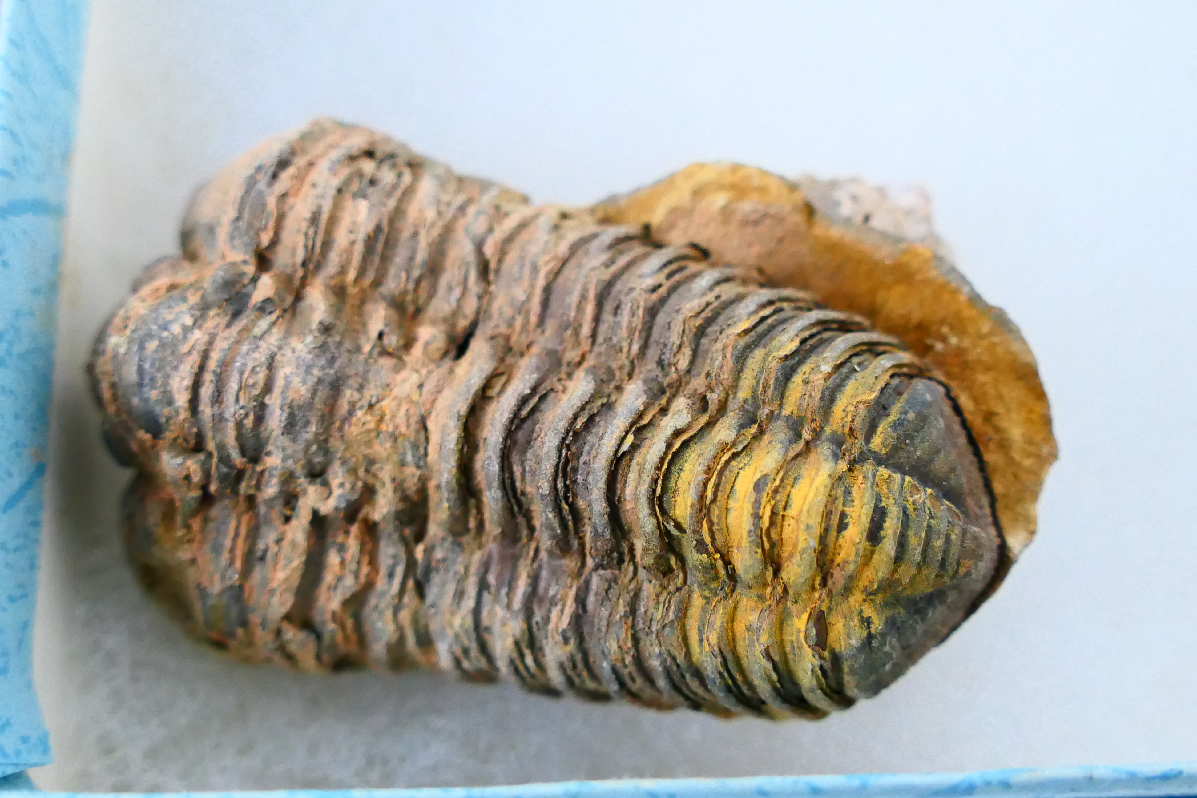 Lot comprising fossils, mineral samples, - Image 8 of 8