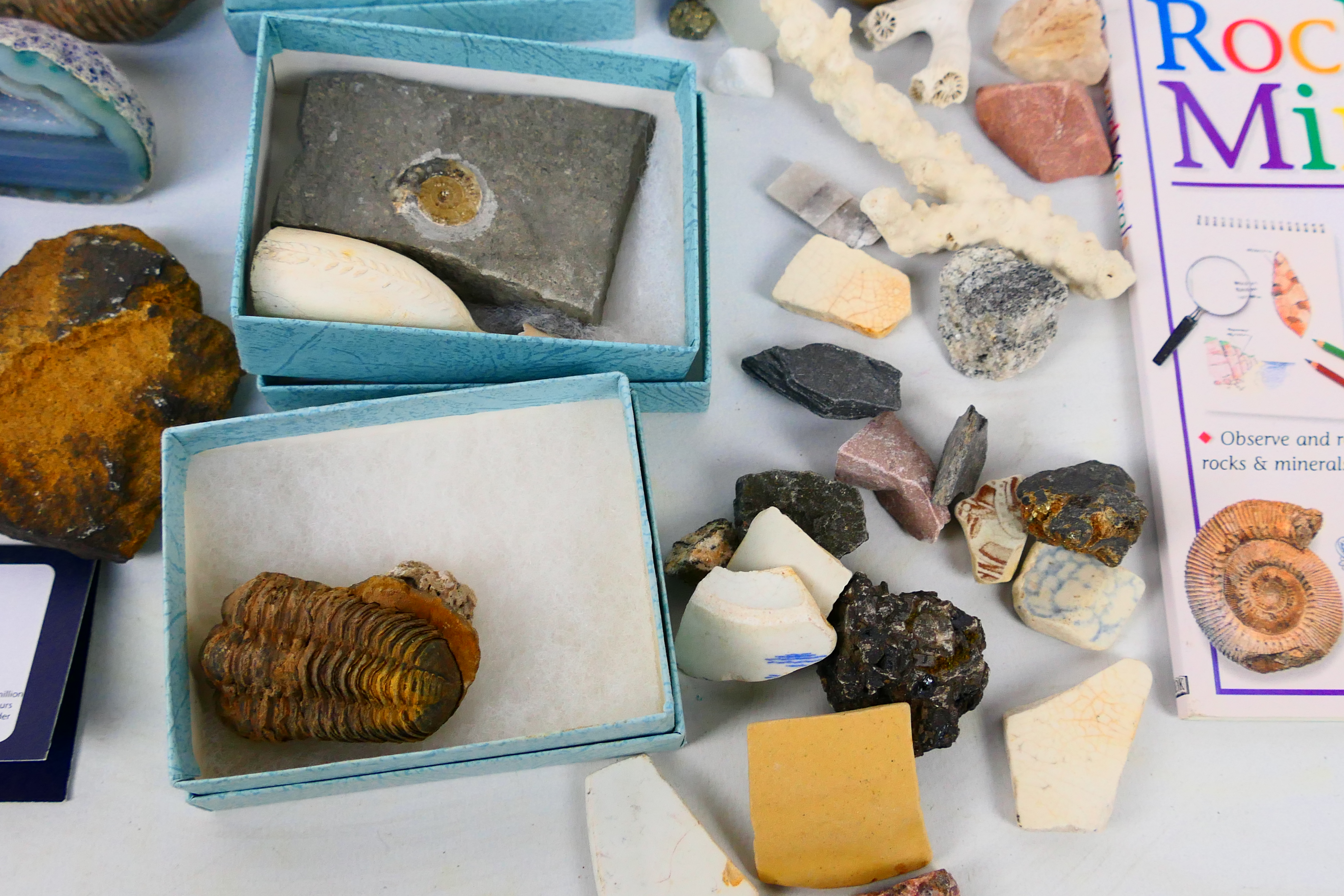 Lot comprising fossils, mineral samples, - Image 6 of 8