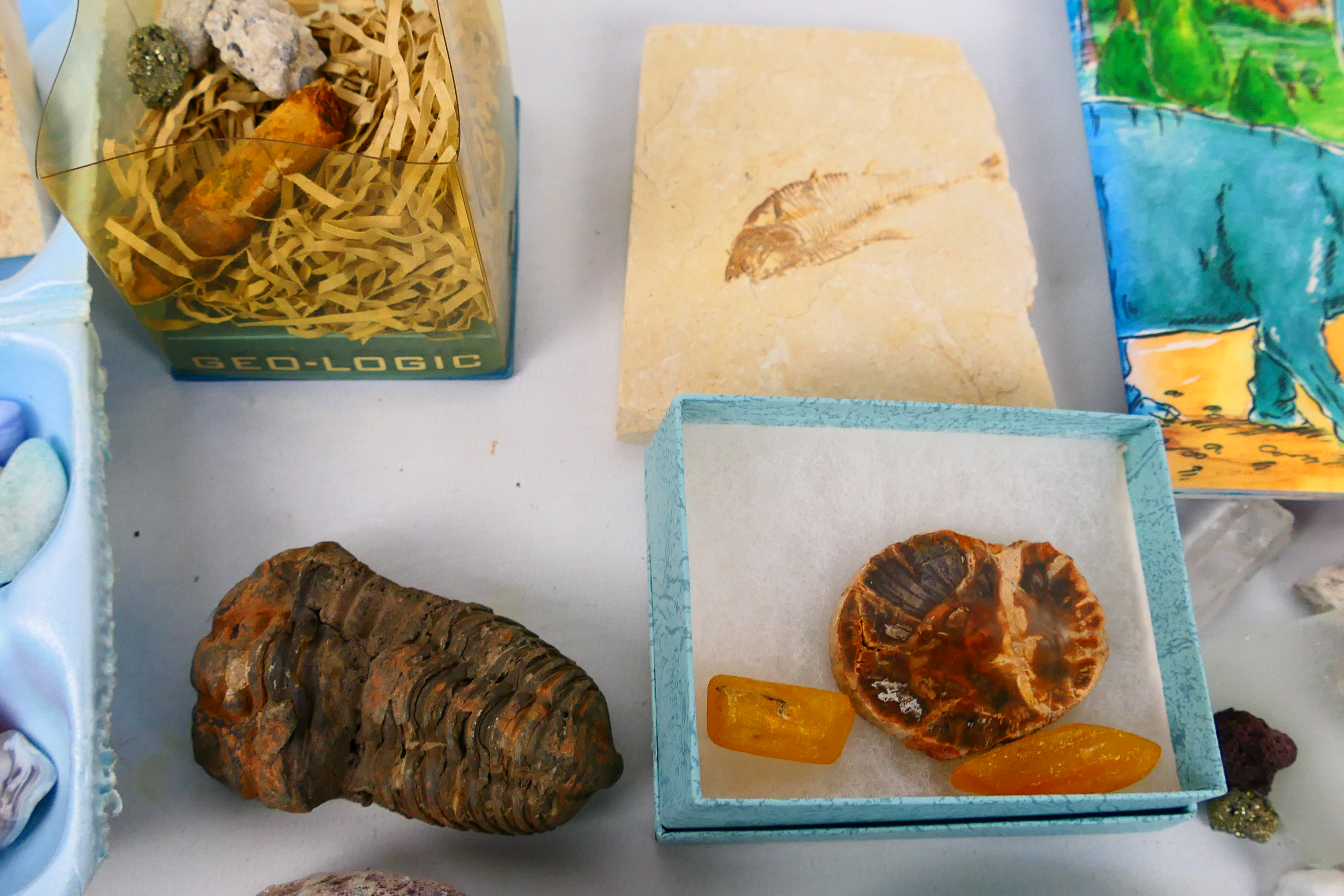 Lot comprising fossils, mineral samples, - Image 5 of 8