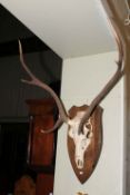 Mounted antlers on a shield mount.
