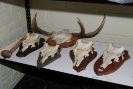 Five mounted antlers on shield boards, etc.