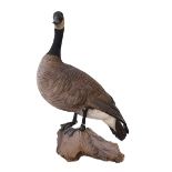 Taxidermy American Goose, 59cm.