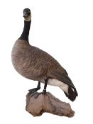 Taxidermy American Goose, 59cm.