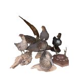 Collection of taxidermy, five birds, etc.