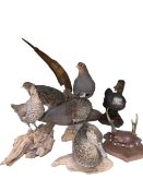 Collection of taxidermy, five birds, etc.