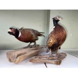 Two taxidermy Pheasants, tallest 40cm.