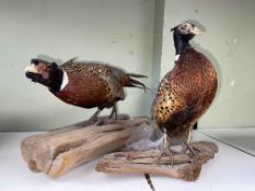 Two taxidermy Pheasants, tallest 40cm.