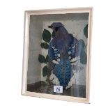 Cased taxidermy of a Blue Jay.