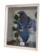 Cased taxidermy of a Blue Jay.