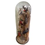 Victorian taxidermy of exotic birds on branches under dome, 83cm high.