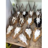 Collection of mounted antlers (13).