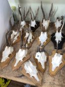 Collection of mounted antlers (13).