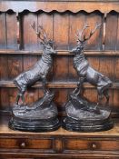 Pair of impressive bronze models of stags on rocky outcrops on marble bases, 74cm high.