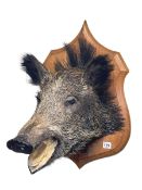 Taxidermy boar head, mounted on a shield base.