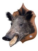 Model of boar head on a shield shaped mount.