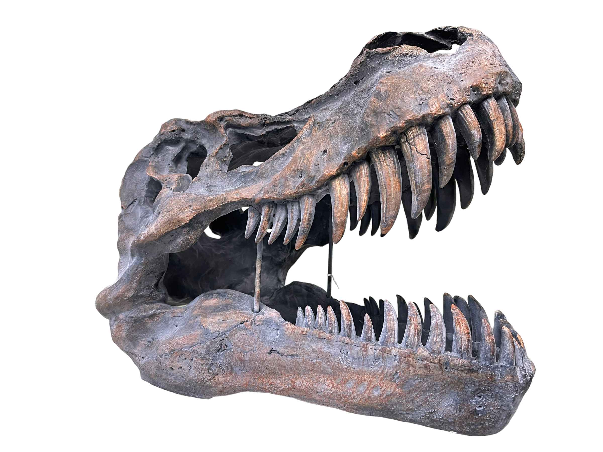 Composite model of a dinosaur skull, 38cm high.