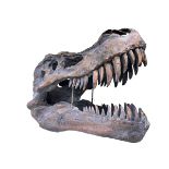 Composite model of a dinosaur skull, 38cm high.