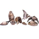 Five taxidermy: Three Birds of Prey, Duck and Duck Head on shield mount including Harris Hawk.