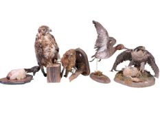 Five taxidermy: Three Birds of Prey, Duck and Duck Head on shield mount including Harris Hawk.