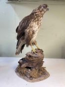 Taxidermy of a Buzzard on branch.